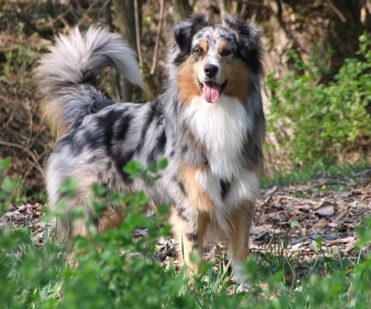 Laughter as Australian Shepherd Can’t ‘Figure Out How the Stairs Work’