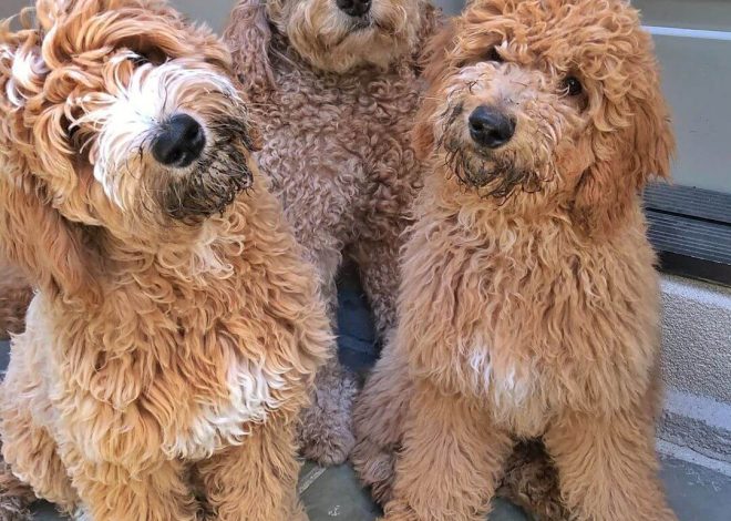 How Much Are Goldendoodles?