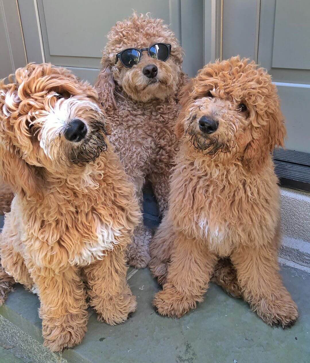 How Much Are Goldendoodles?