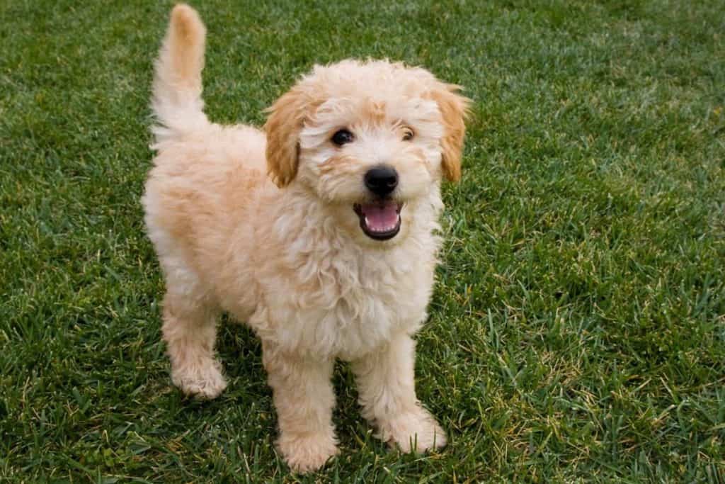 How Much Should You Pay For a Quality Goldendoodle Puppy?