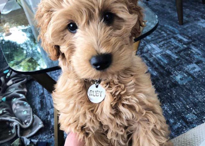 How To Keep Your Goldendoodle Puppies Calm