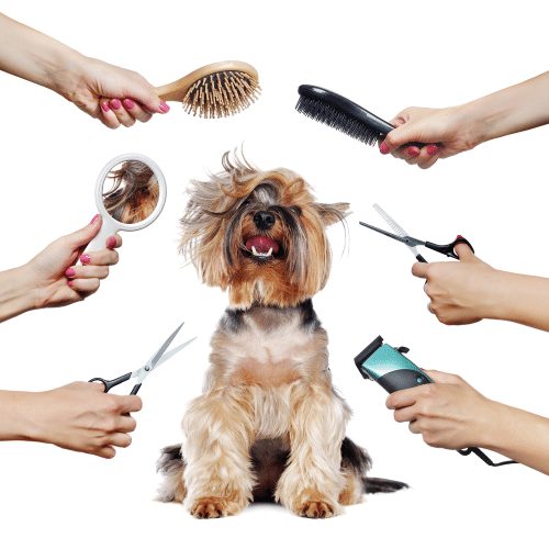 How To Train Pet Groomers: A Journey From Novice To Expert Groomer io